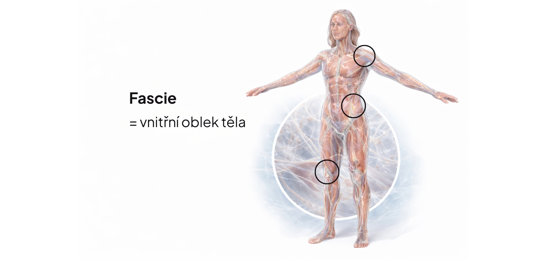 Ilustrace znázorňuje fascie jako vnitřní oblek těla – souvislou síť, která propojuje celé tělo a ovlivňuje pohyb, napětí i vzhled postavy. 