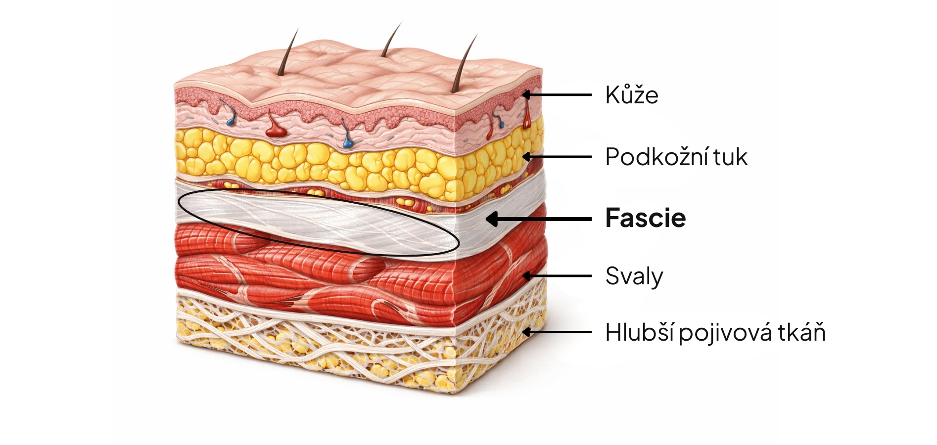 Řez tělem ukazující jednotlivé vrstvy – od kůže přes tuk až po svaly. Zvýrazňuje fascii jako klíčovou vrstvu mezi tukem a svaly, která ovlivňuje napětí tkáně i vzhled pokožky. 